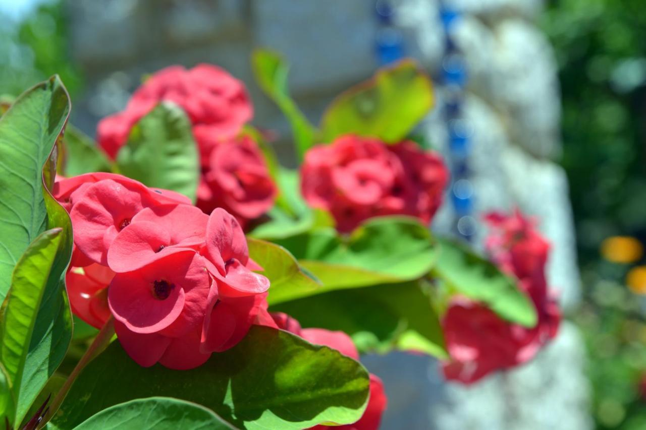 Athina's Apartment in Olive Grove 2