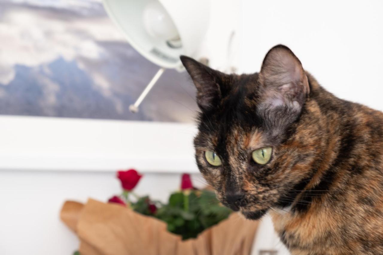 Ab Ovo (Adults Only) 2