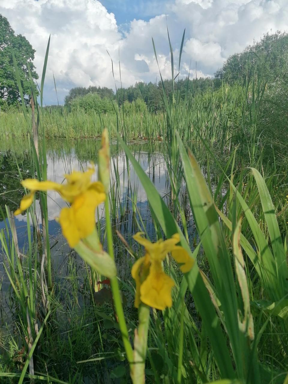 Po Simtameciais Azuolais