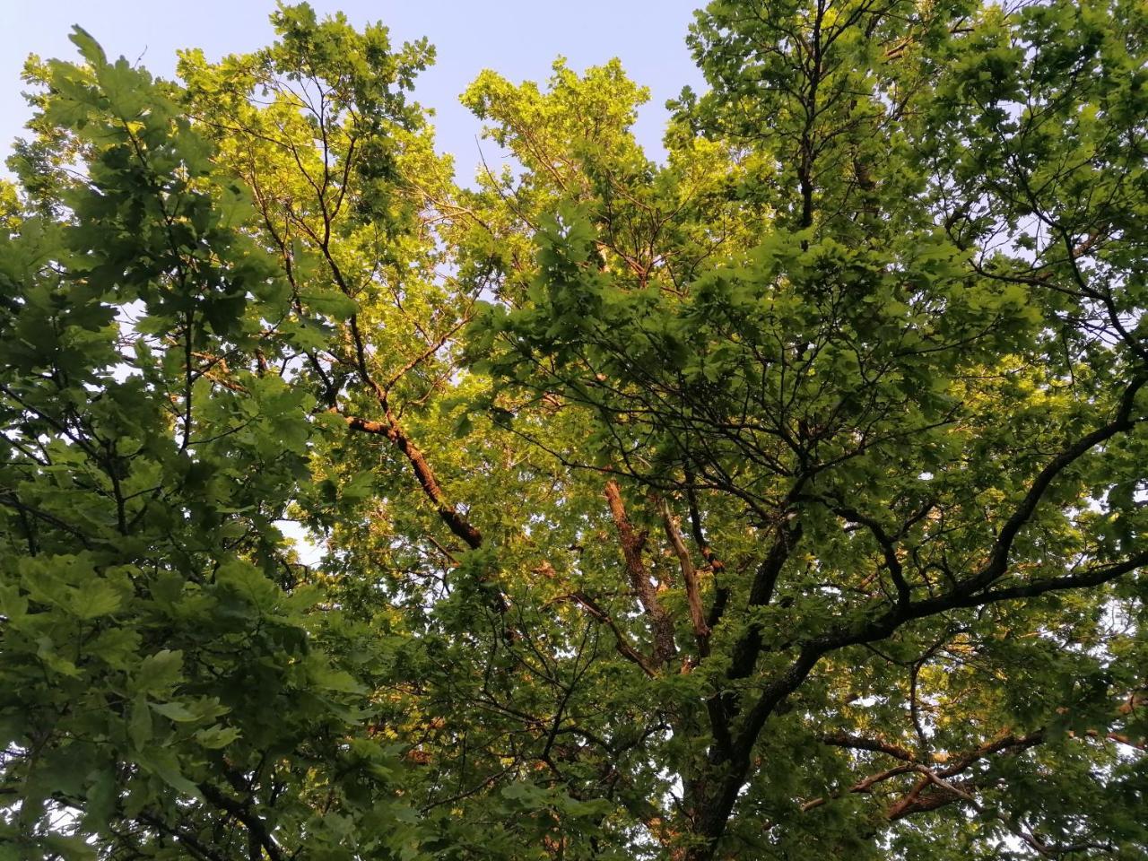 Po Simtameciais Azuolais 1