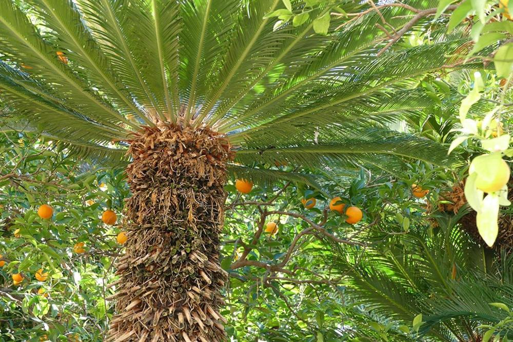 Ivo's Garden Studio Apartment, Near the Old Town 1