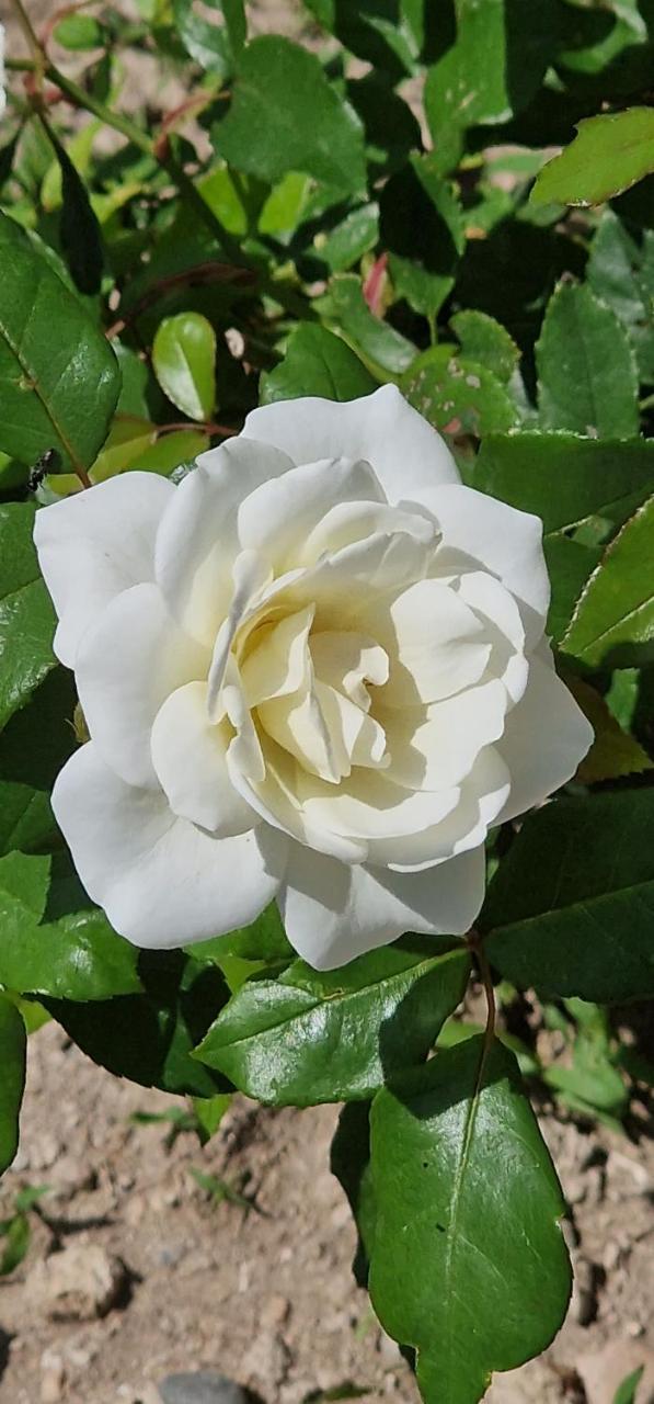 City Center Luxury Spacious Apt A&M 1